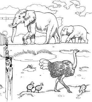 Fil boyama sayfası, Elephants coloring page, , elephants ostriches and elephants in a zoo 