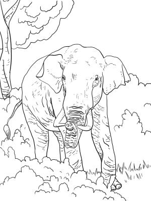 Fil boyama sayfası, Elephants coloring page, , elephants indian elephant 