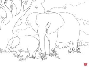 Fil boyama sayfası, Elephants coloring page, , elephants african bush elephants 