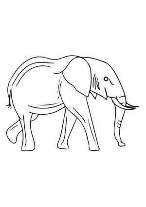 Fil boyama sayfası, Elephants coloring page, Kolay Fil, 