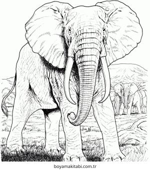 Fil boyama sayfası – evde etkinlik, ücretsiz yazdır