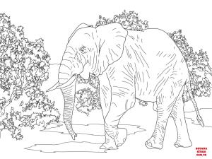 Fil boyama sayfası, Elephants coloring page, , elephants african forest elephant walking 