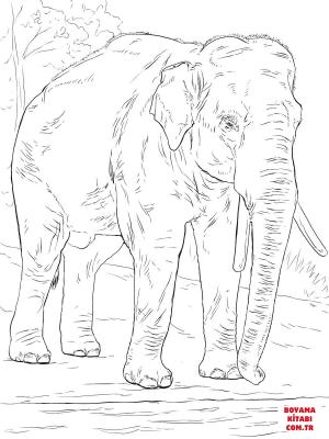 Fil boyama sayfası, Elephants coloring page, , elephants asiatic elephant 