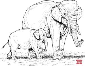 Fil boyama sayfası, Elephants coloring page, , elephants indian elephant baby and mother 