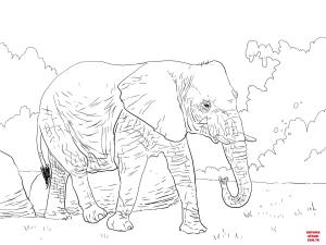 Fil boyama sayfası, Elephants coloring page, , elephants african bush elephant walking 