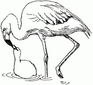 Flamingo boyama sayfası,  coloring page, Bebek Flamingo ile Anne Flamingo, 