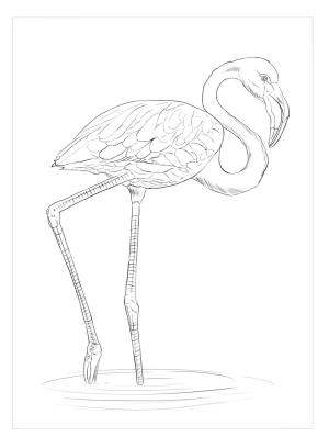 Flamingo boyama sayfası,  coloring page, Iyi Flamingo, 