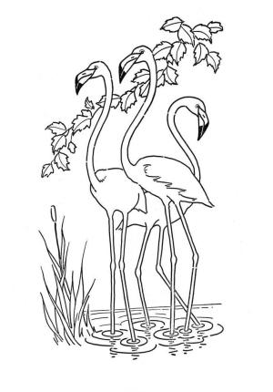 Flamingo boyama sayfası,  coloring page, Yapraklı Üç Flamingo, 