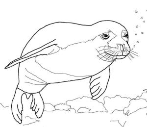 Fok Balığı boyama sayfası, Seals coloring page, Hawaii Keşiş Mührü, 