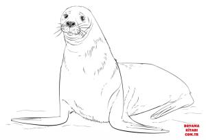 Fok Balığı boyama sayfası, Seals coloring page, , seals brown fur seal 