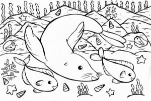 Fok Balığı boyama sayfası, Seals coloring page, Mühürler ve Balık, 