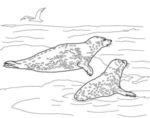 Fok Balığı boyama sayfası, Seals coloring page, Leopar Fokları, 