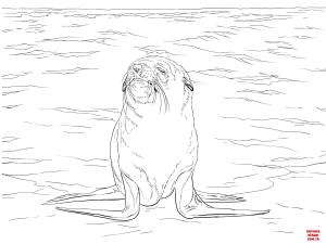 Fok Balığı boyama sayfası, Seals coloring page, , seals brown fur seal 