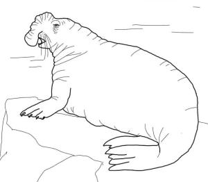 Fok Balığı boyama sayfası, Seals coloring page, Güney Fil Mührü, 