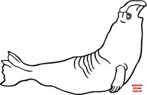 Fok Balığı boyama sayfası, Seals coloring page, , seals elephant seal 