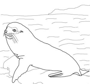 Fok Balığı boyama sayfası, Seals coloring page, Galapagos Deniz Aslanı, 