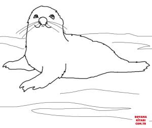 Fok Balığı boyama sayfası, Seals coloring page, , seals baby harp seal 