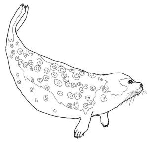 Fok Balığı boyama sayfası, Seals coloring page, Halkalı Mühür, 