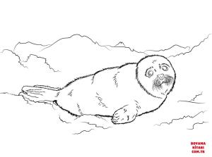 Fok Balığı boyama sayfası, Seals coloring page, , seals cute harp seal baby 