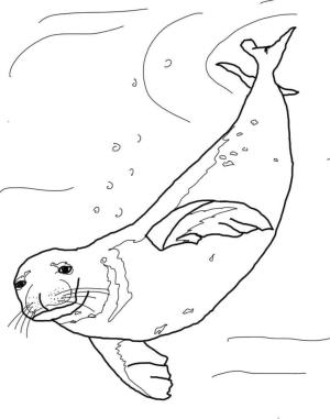 Fok Balığı boyama sayfası, Seals coloring page, Keşiş Fok Yüzme, 