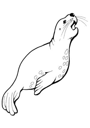 Fok Balığı boyama sayfası, Seals coloring page, A Harbor Seal, 