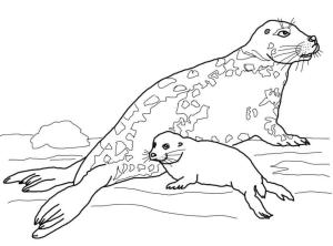 Fok Balığı boyama sayfası, Seals coloring page, Gri Mühür Anne ve Bebek, 