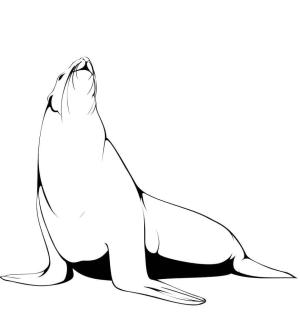 Fok Balığı boyama sayfası, Seals coloring page, Normal Deniz Aslanı, 