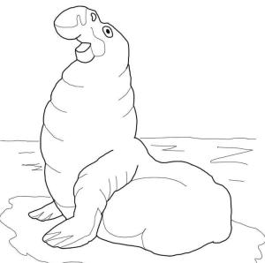 Fok Balığı boyama sayfası, Seals coloring page, Ücretsiz Fil Mührü, 