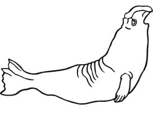 Fok Balığı boyama sayfası, Seals coloring page, Kolay Fil Mührü, 