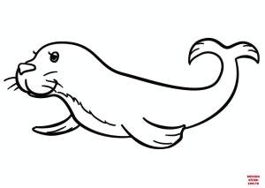 Fok Balığı boyama sayfası, Seals coloring page, , seals cartoon seal 