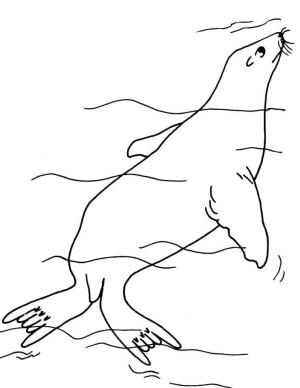 Fok Balığı boyama sayfası, Seals coloring page, Mühür Sualtı, 