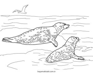 Fok boyama sayfası – PDF indir, sevimli karakter