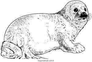 Fok boyama sayfası – renkli çizimler, okul öncesi