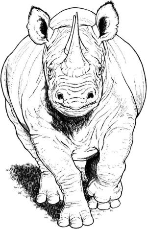 Gergedan boyama sayfası, Rhino coloring page, Kara Gergedan Koşu, 