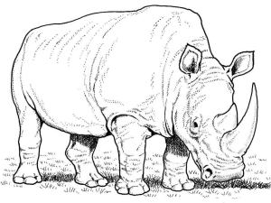 Gergedan boyama sayfası, Rhino coloring page, Rinoceronte Blanco Comiendo Hierba, 