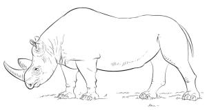 Gergedan boyama sayfası, Rhino coloring page, Afrika Gergedanı, 