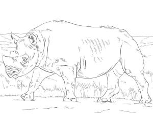 Gergedan boyama sayfası, Rhino coloring page, Siyah Gergedan, 