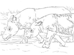 Gergedan boyama sayfası, Rhino coloring page, Sumatra Gergedanları, 