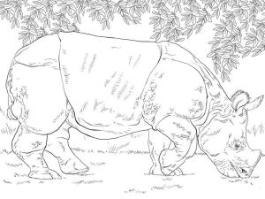 Gergedan boyama sayfası, Rhino coloring page, Hint Gergedanları Otlatma, 