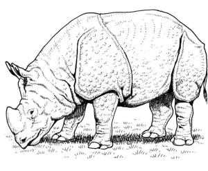 Gergedan boyama sayfası, Rhino coloring page, Hint Gergedanı, 