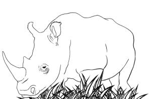 Gergedan boyama sayfası, Rhino coloring page, Beyaz Gergedan, 