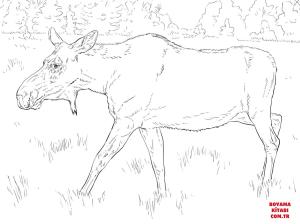 Geyik boyama sayfası, Deers coloring page, , deers moose cow 