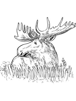 Geyik boyama sayfası, Deers coloring page, , deers moose sitting in a grass 