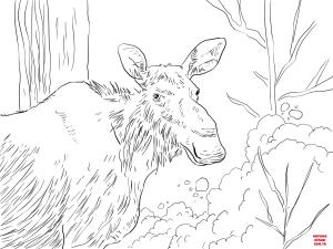 Geyik boyama sayfası, Deers coloring page, , deers eastern moose 