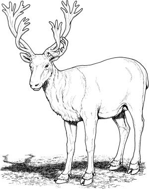 Geyik boyama sayfası, Deers coloring page, , deers caribou deer 