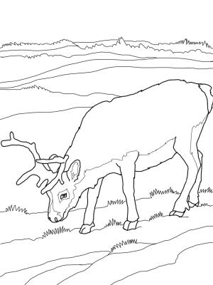 Geyik boyama sayfası, Deers coloring page, , deers reindeer 