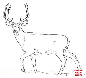 Geyik boyama sayfası, Deers coloring page, , deers mule deer buck 