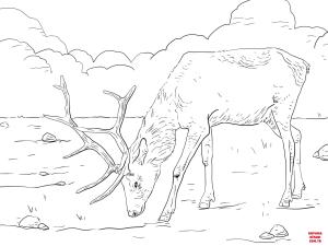 Geyik boyama sayfası, Deers coloring page, , deers manitoban elk 