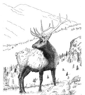 Geyik boyama sayfası, Deers coloring page, , deers bull elk 