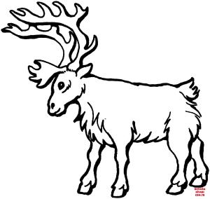 Geyik boyama sayfası, Deers coloring page, , deers deer 